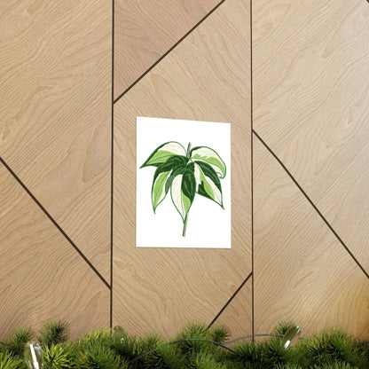Philodendron Cream Splash Botanical Print – Unframed Wall Art