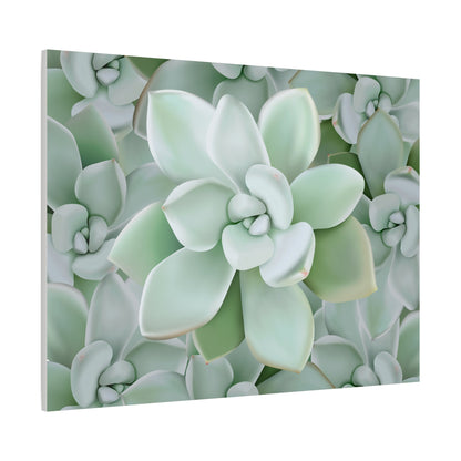 Pachyveria Haagei Succulent Pattern Canvas Print – Botanical Wall Art