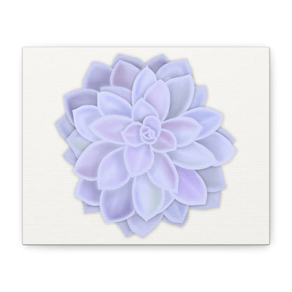 Graptopetalum Murasaki Succulent Canvas Print – Botanical Wall Art