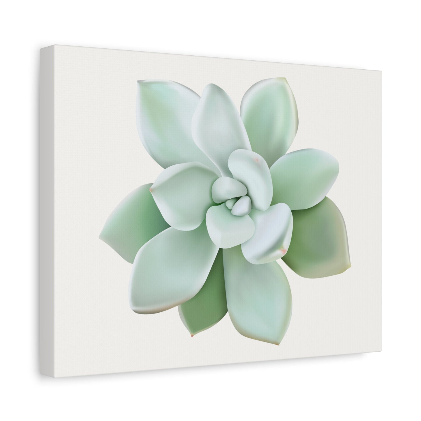 Pachyveria Haagei Succulent Canvas Print – Botanical Wall Art