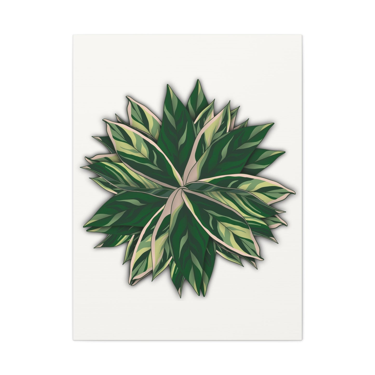 Stromanthe Triostar Canvas Print – Botanical Wall Art