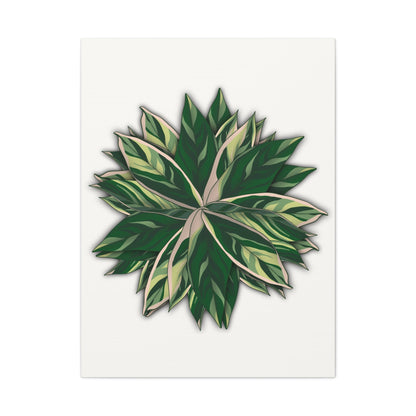 Stromanthe Triostar Canvas Print – Botanical Wall Art