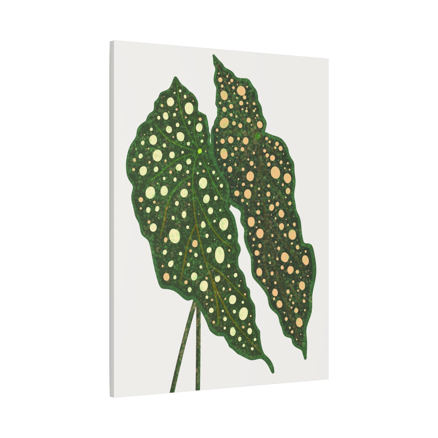 Begonia Maculata Canvas Print – Botanical Wall Art