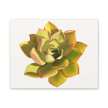 Noble Aeonium Succulent Canvas Print – Botanical Wall Art