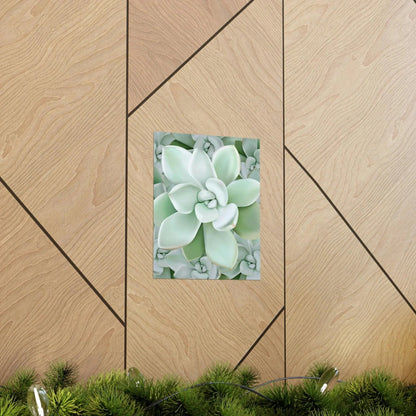 Pachyveria Haagei Succulent Pattern Botanical Print – Unframed Wall Art