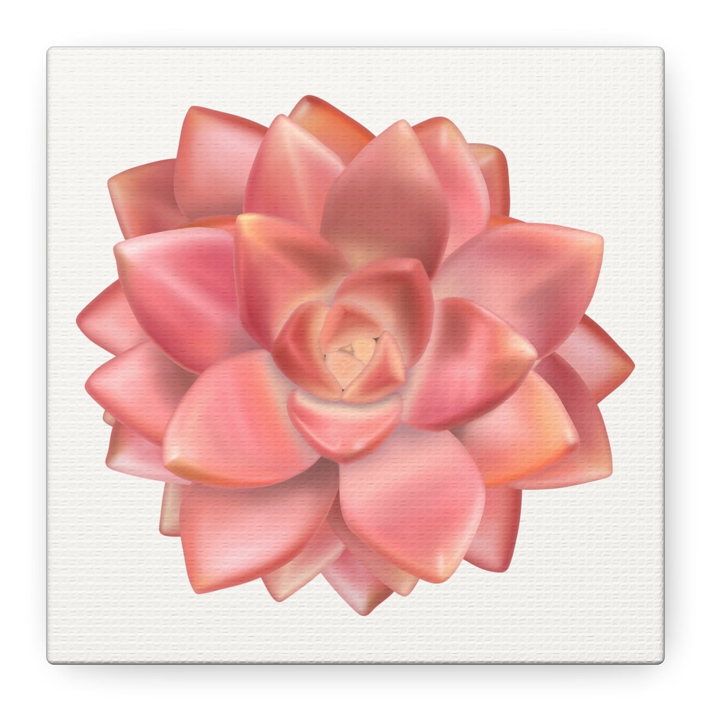 Graptosedum California Sunset Succulent Canvas Print – Botanical Wall Art