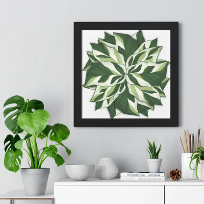 Calathea White Fusion Framed Print – Botanical Wall Art