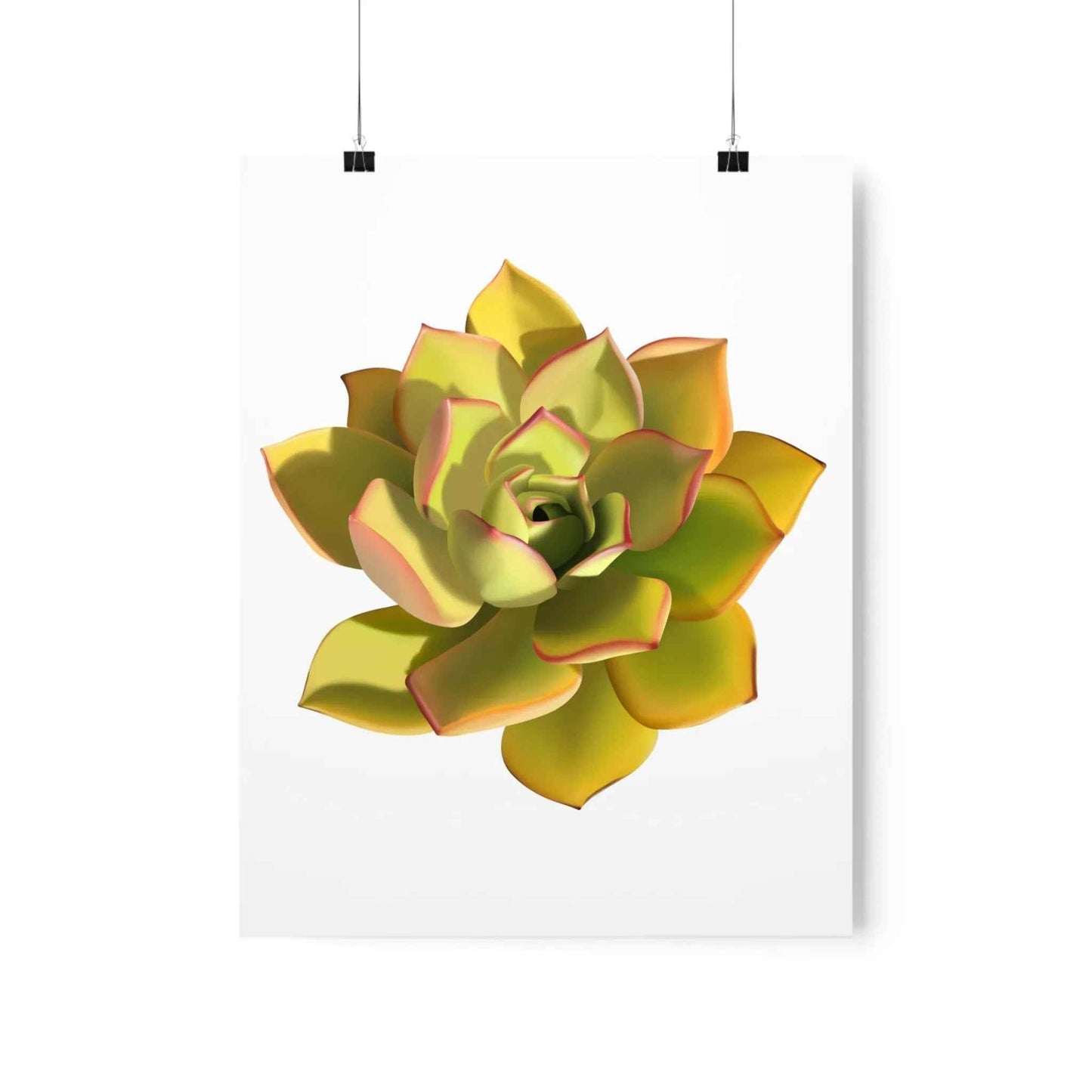 Noble Aeonium Succulent Botanical Print – Unframed Wall Art