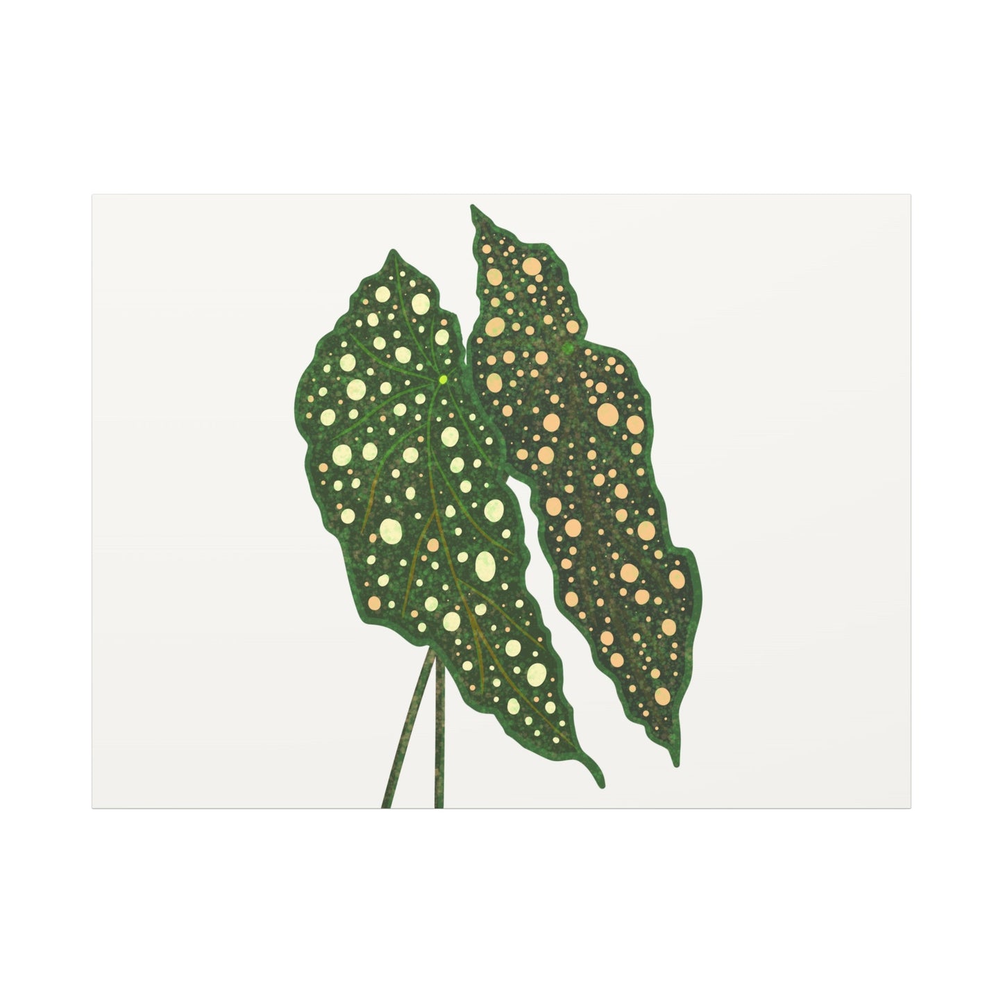 Begonia Maculata Canvas Print – Botanical Wall Art