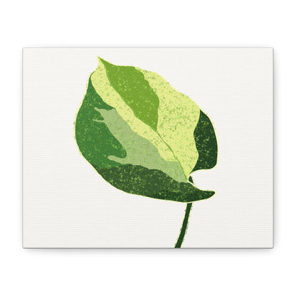 Manjula Pothos Illustrated Canvas Print – Botanical Wall Art