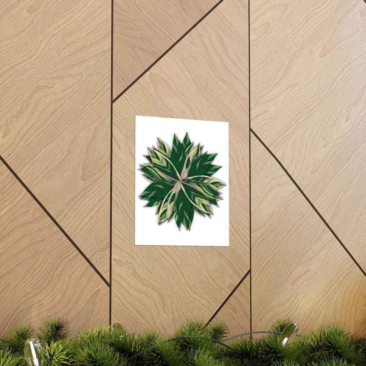 Stromanthe Triostar Botanical Print – Unframed Wall Art