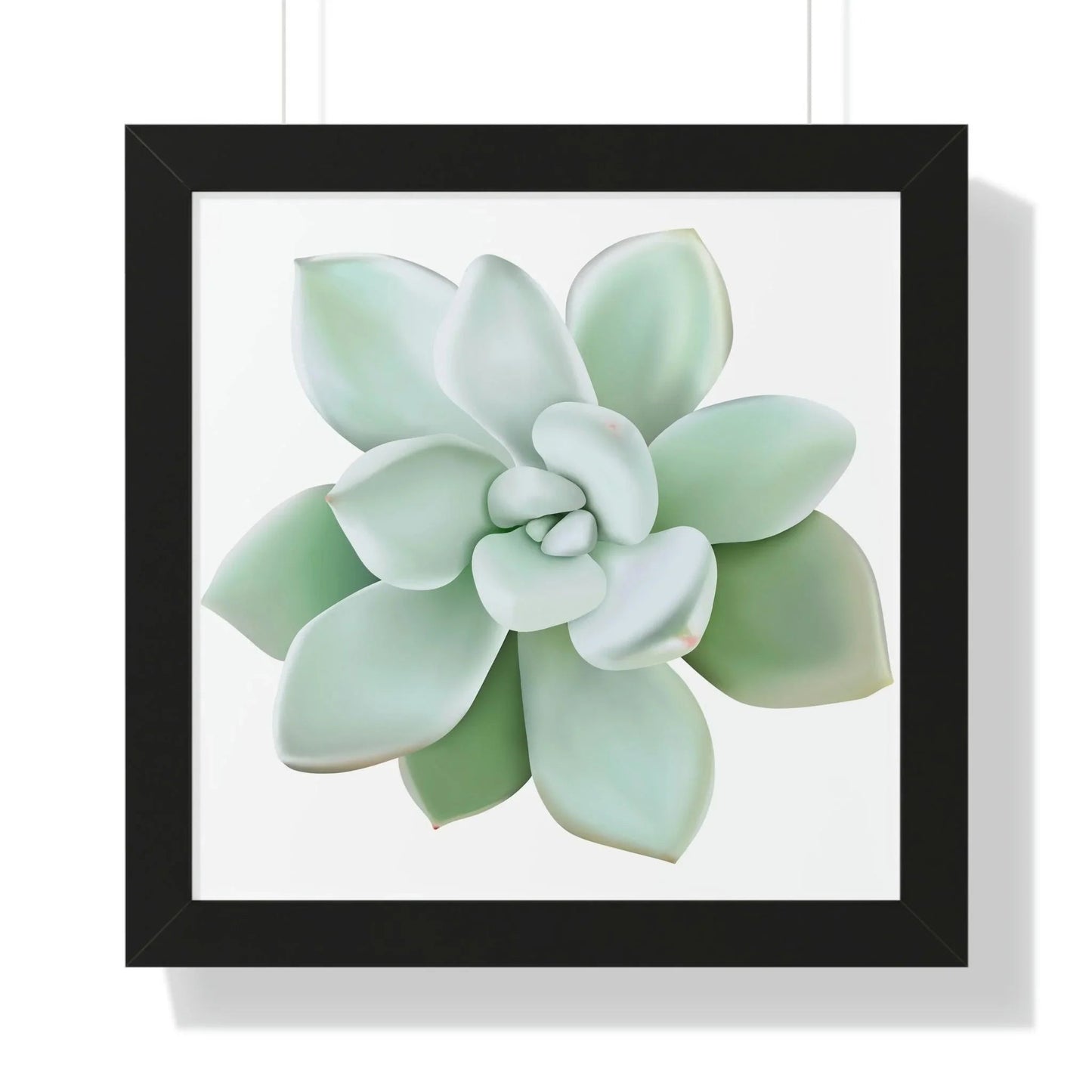 Pachyveria Haagei Succulent Framed Print – Botanical Wall Art