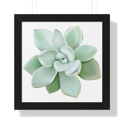 Pachyveria Haagei Succulent Framed Print – Botanical Wall Art
