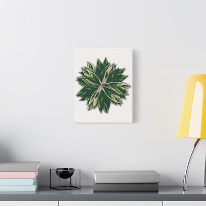 Stromanthe Triostar Canvas Print – Botanical Wall Art
