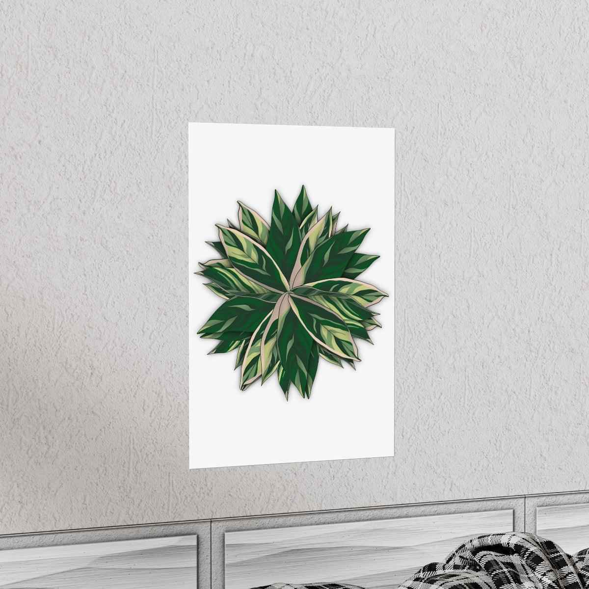 Stromanthe Triostar Botanical Print – Unframed Wall Art