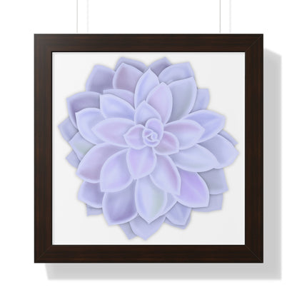 Graptopetalum Murasaki Succulent Framed Print – Botanical Wall Art