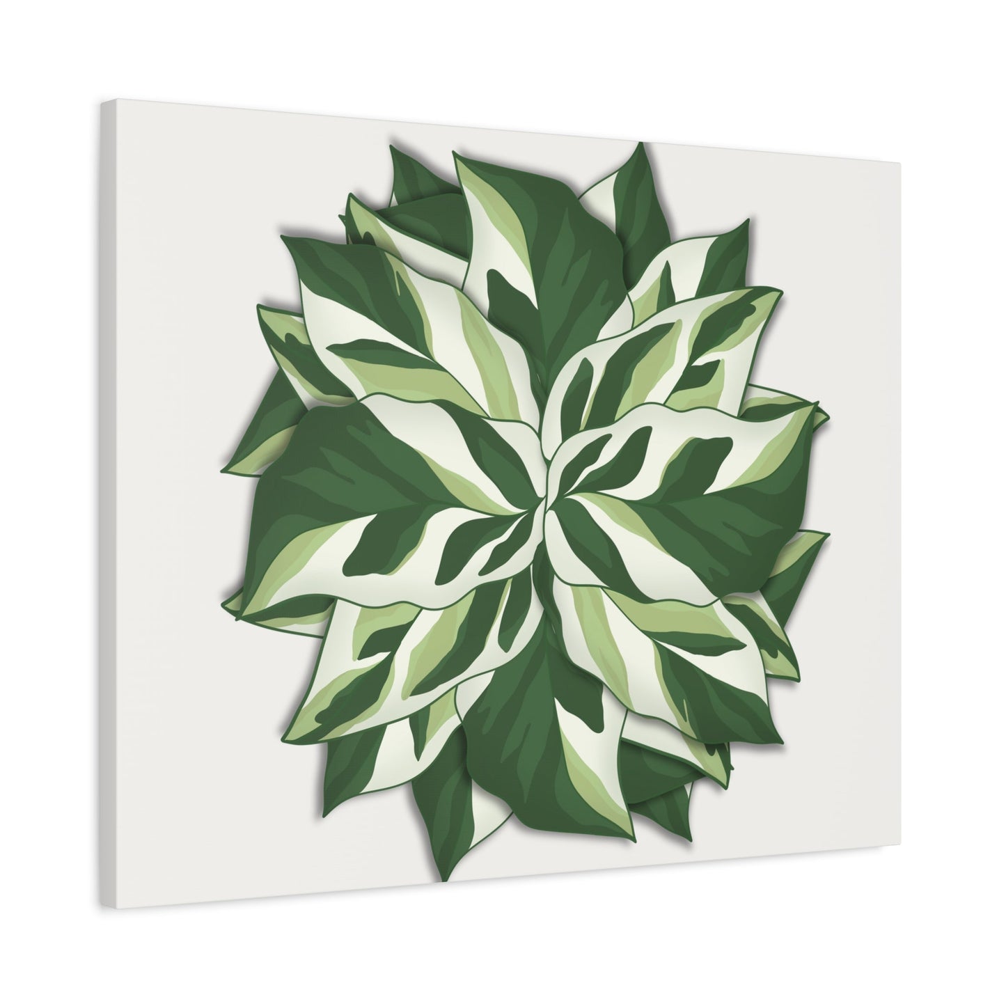 Calathea White Fusion Canvas Print – Botanical Wall Art