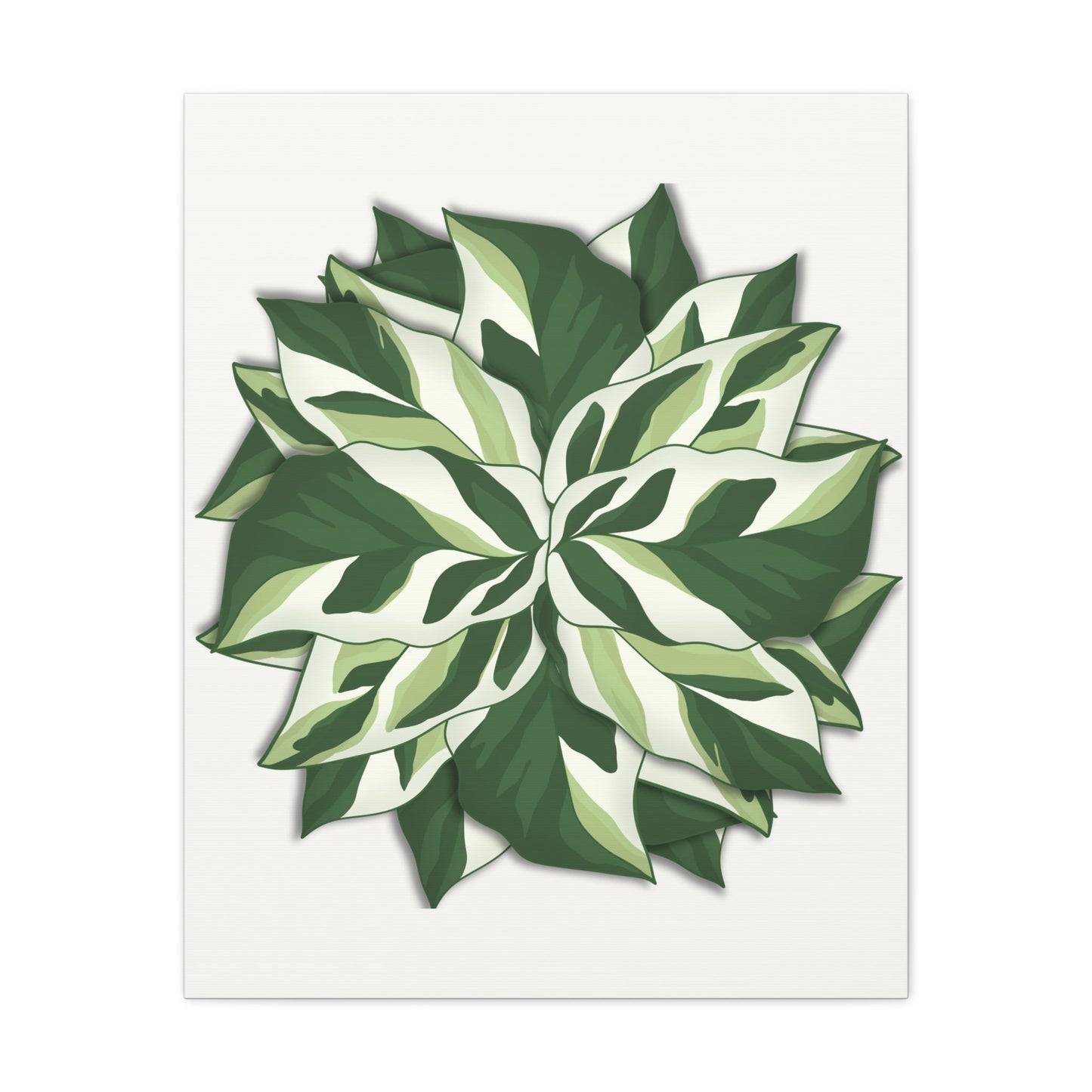 Calathea White Fusion Canvas Print – Botanical Wall Art