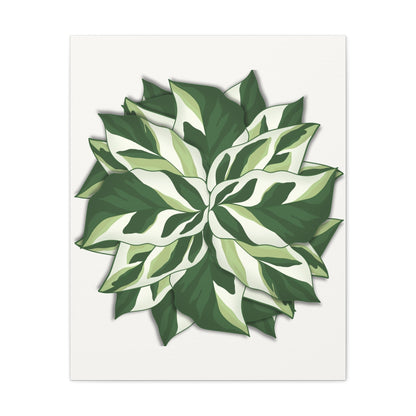 Calathea White Fusion Canvas Print – Botanical Wall Art