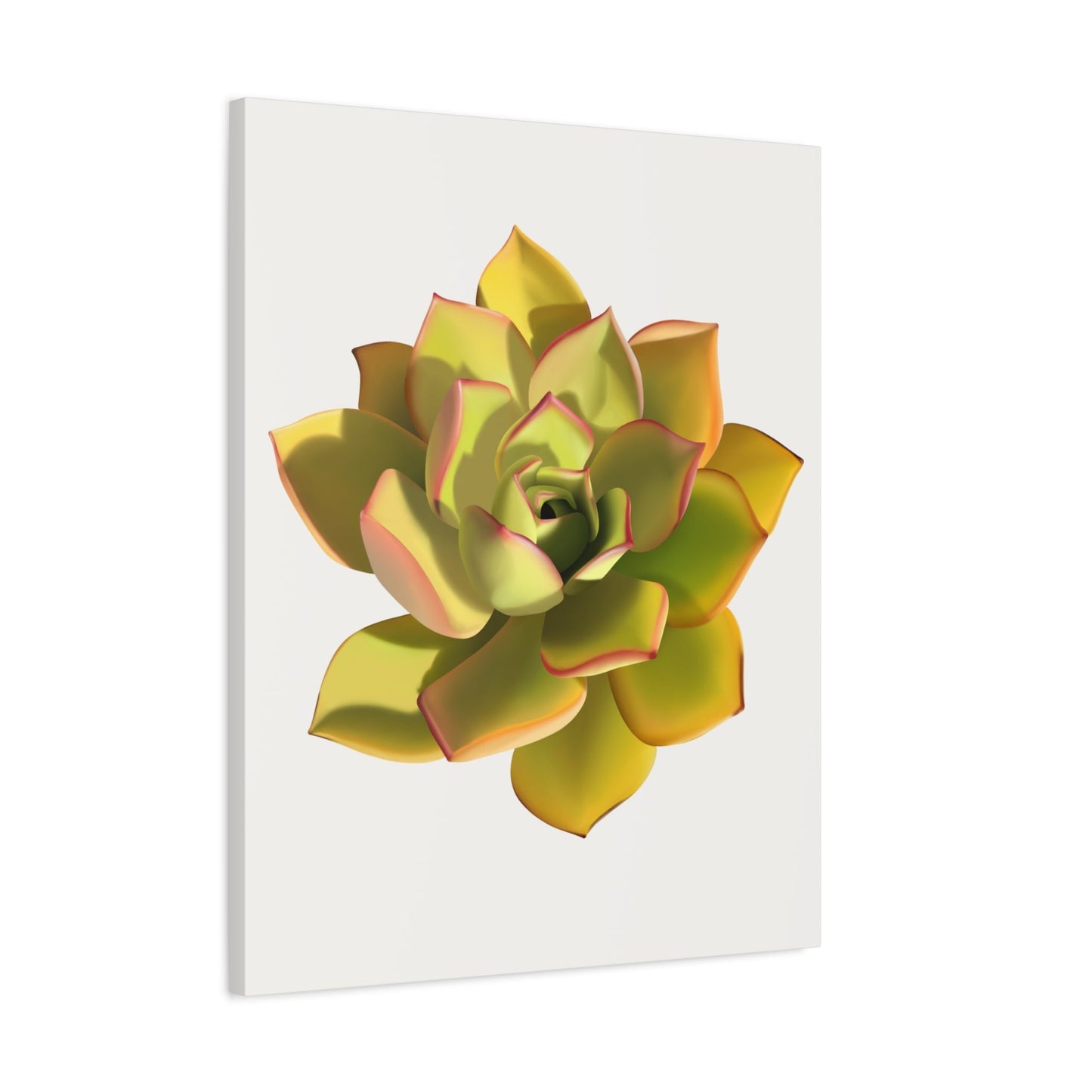 Noble Aeonium Succulent Canvas Print – Botanical Wall Art
