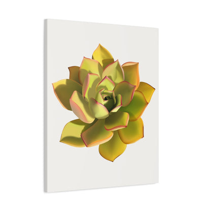 Noble Aeonium Succulent Canvas Print – Botanical Wall Art
