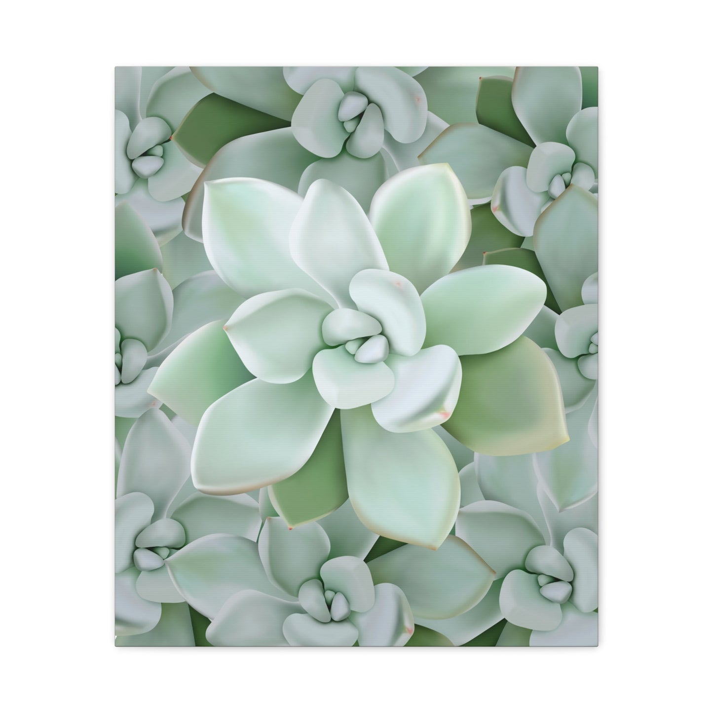 Pachyveria Haagei Succulent Pattern Canvas Print – Botanical Wall Art