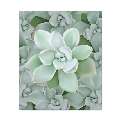 Pachyveria Haagei Succulent Pattern Canvas Print – Botanical Wall Art
