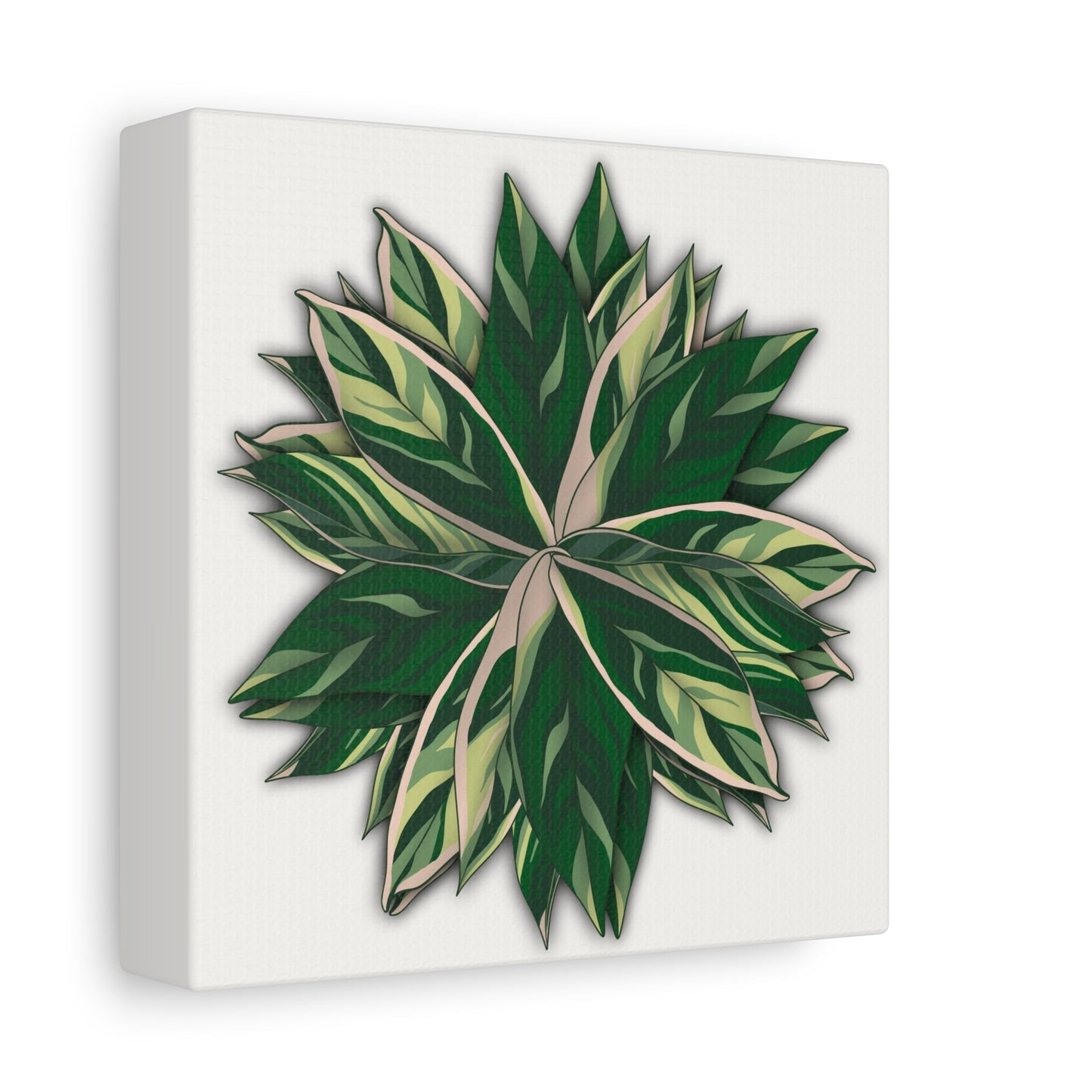 Stromanthe Triostar Canvas Print – Botanical Wall Art