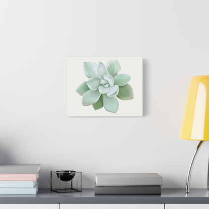 Pachyveria Haagei Succulent Canvas Print – Botanical Wall Art