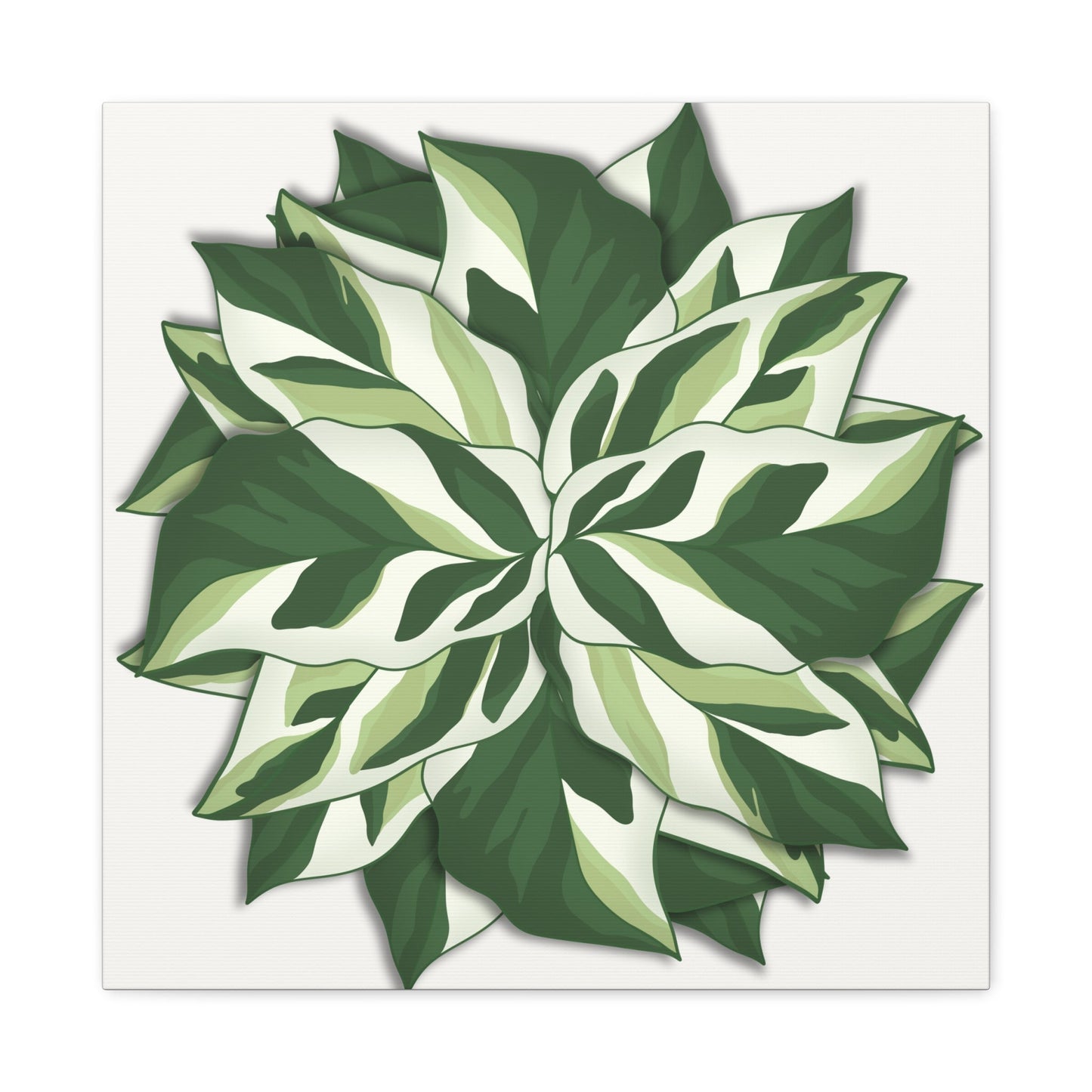 Calathea White Fusion Canvas Print – Botanical Wall Art