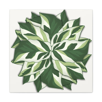 Calathea White Fusion Canvas Print – Botanical Wall Art