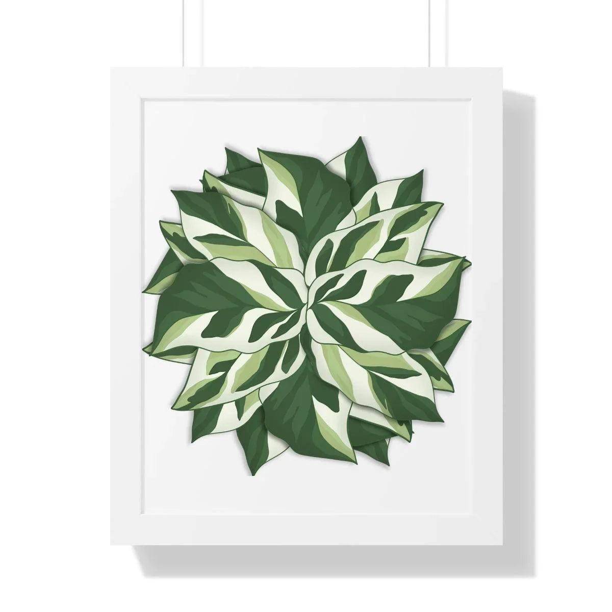 Calathea White Fusion Framed Print – Botanical Wall Art