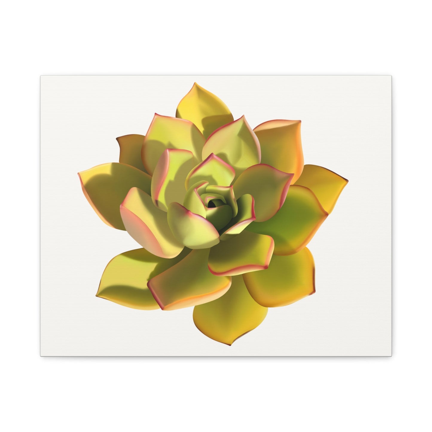 Noble Aeonium Succulent Canvas Print – Botanical Wall Art