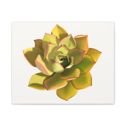 Noble Aeonium Succulent Canvas Print – Botanical Wall Art