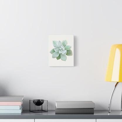 Pachyveria Haagei Succulent Canvas Print – Botanical Wall Art