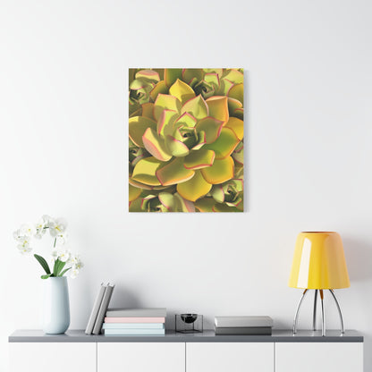 Noble Aeonium Succulent Pattern Canvas Print – Botanical Wall Art