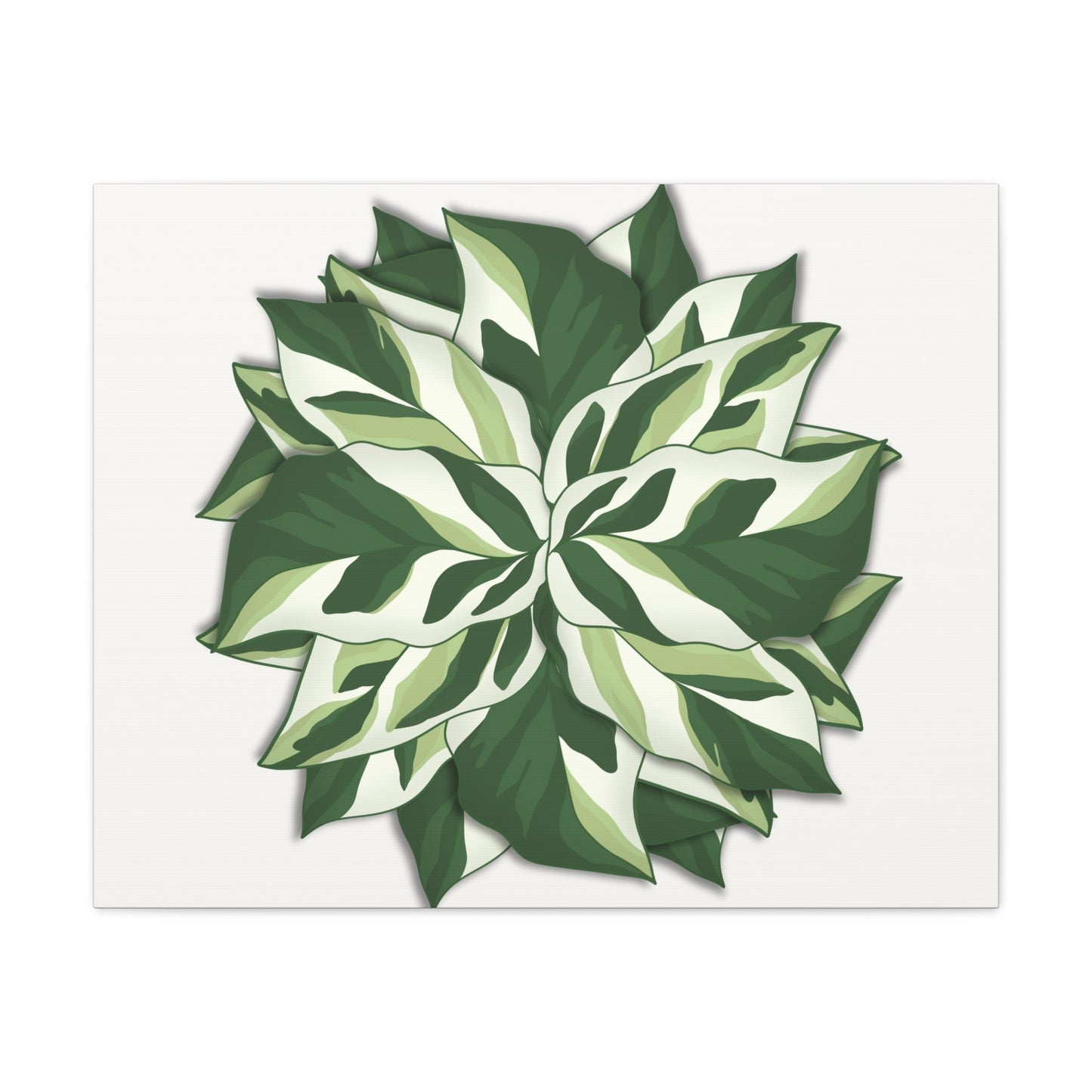 Calathea White Fusion Canvas Print – Botanical Wall Art