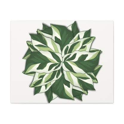 Calathea White Fusion Canvas Print – Botanical Wall Art