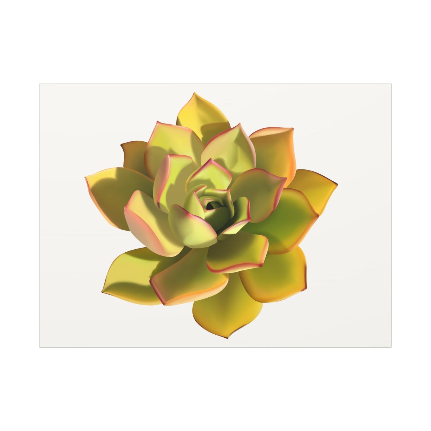 Noble Aeonium Succulent Canvas Print – Botanical Wall Art