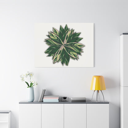 Stromanthe Triostar Canvas Print – Botanical Wall Art