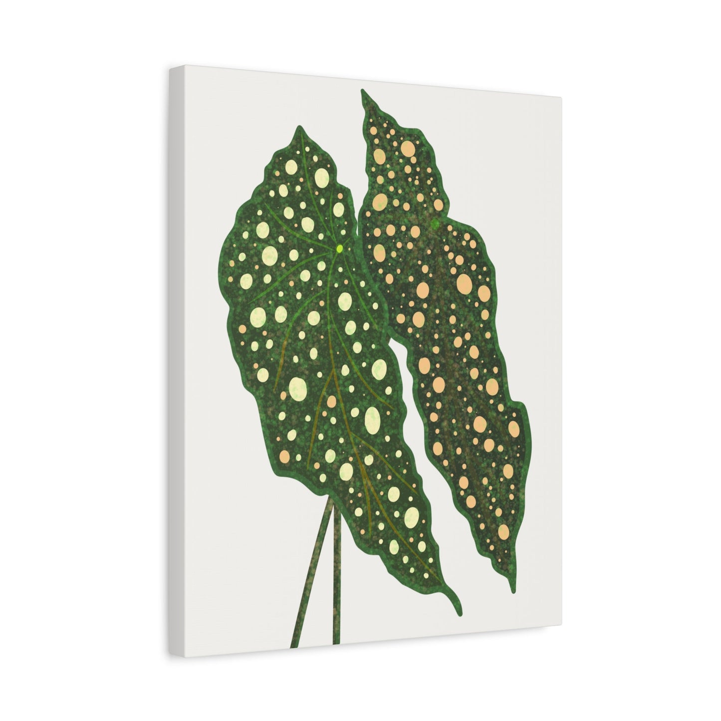 Begonia Maculata Canvas Print – Botanical Wall Art
