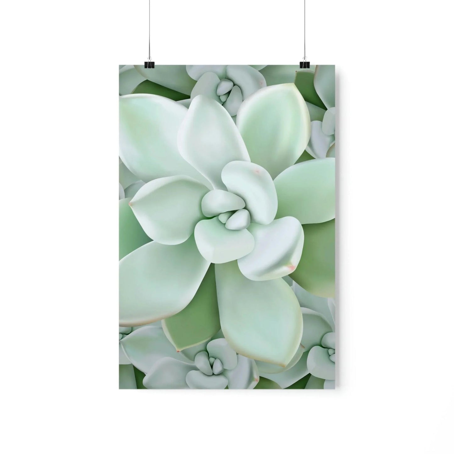 Pachyveria Haagei Succulent Pattern Botanical Print – Unframed Wall Art