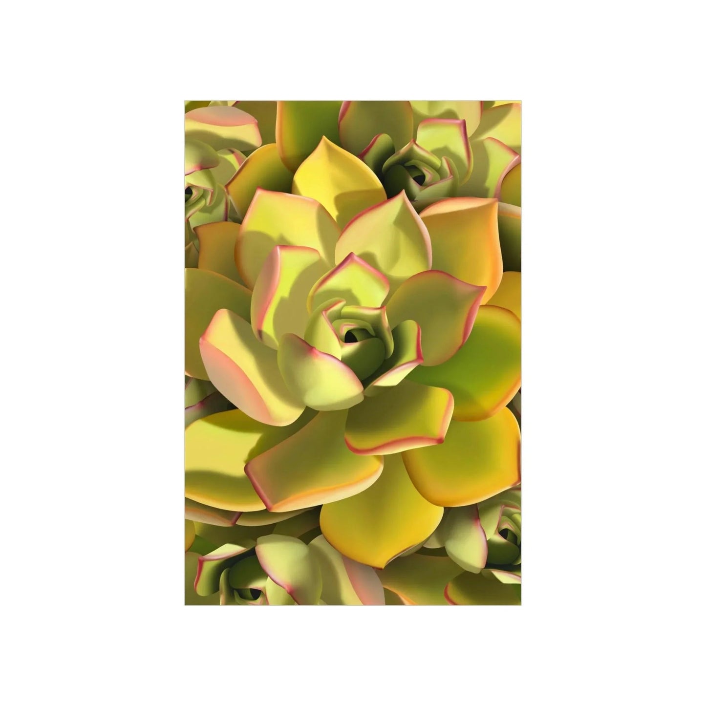 Noble Aeonium Succulent Pattern Botanical Print – Unframed Wall Art