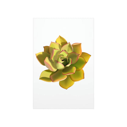 Noble Aeonium Succulent Botanical Print – Unframed Wall Art