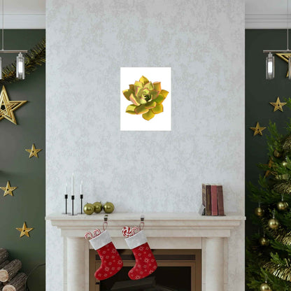 Noble Aeonium Succulent Botanical Print – Unframed Wall Art