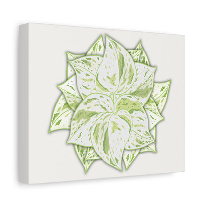 Snow Queen Pothos Canvas Print – Botanical Wall Art