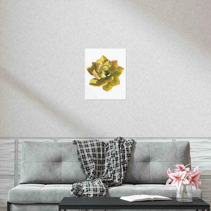 Noble Aeonium Succulent Botanical Print – Unframed Wall Art