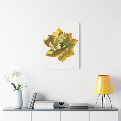Noble Aeonium Succulent Canvas Print – Botanical Wall Art
