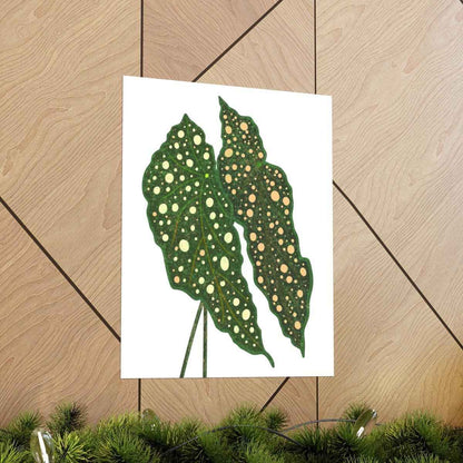 Begonia Maculata Botanical Print – Unframed Wall Art