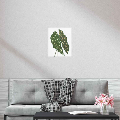Begonia Maculata Botanical Print – Unframed Wall Art